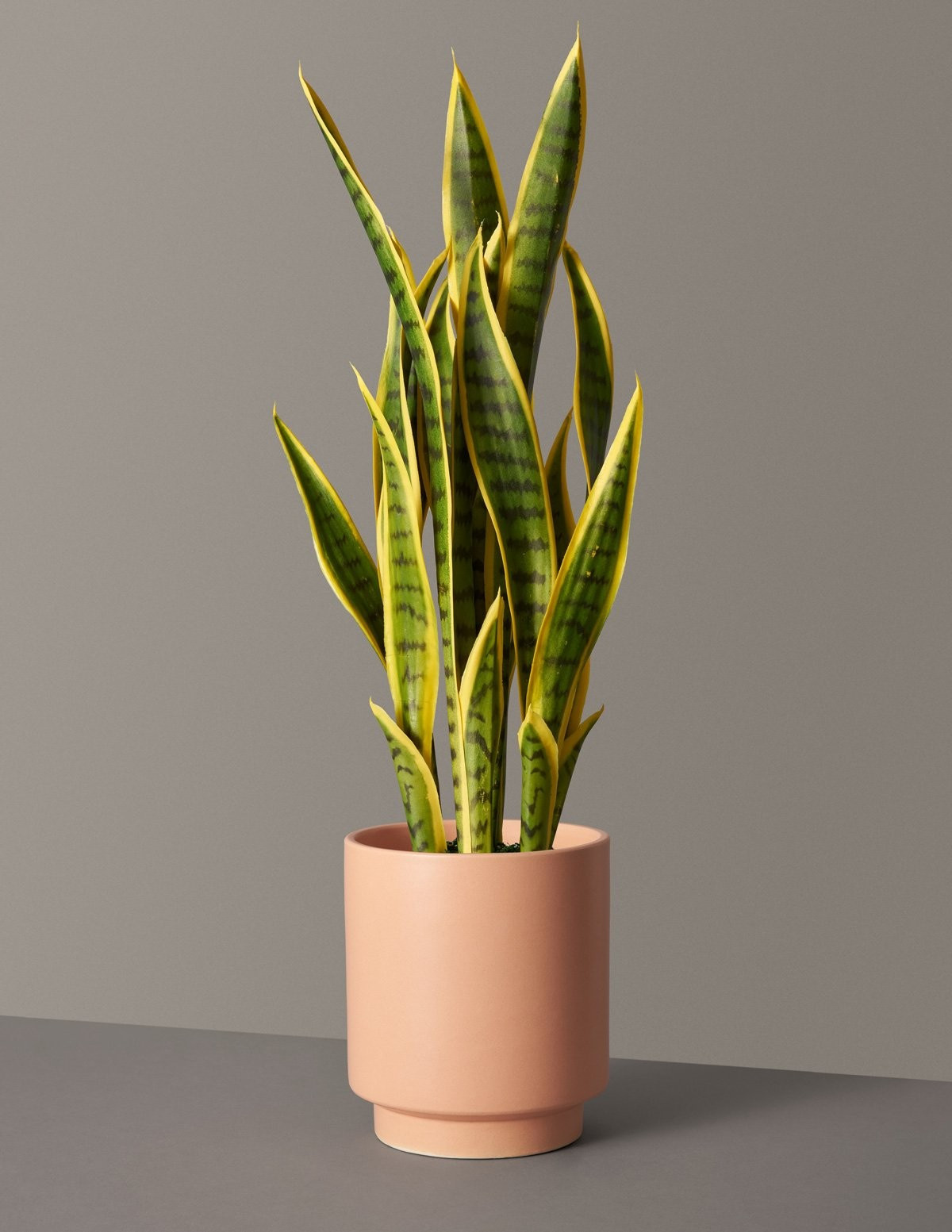 Faux Snake Laurentii | The Sill