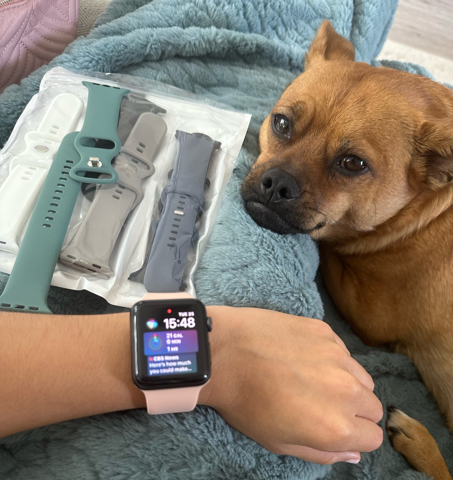 Apple watch bands in multiple different colors 😍✨ Balto the pomchi approves 🐶 #amazonfind #amazonfashion
