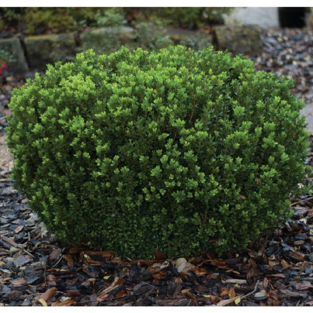 2 Gal. Boxwood Baby Gem, Live Shrub Plant, Glossy Green Foliage | The Home Depot