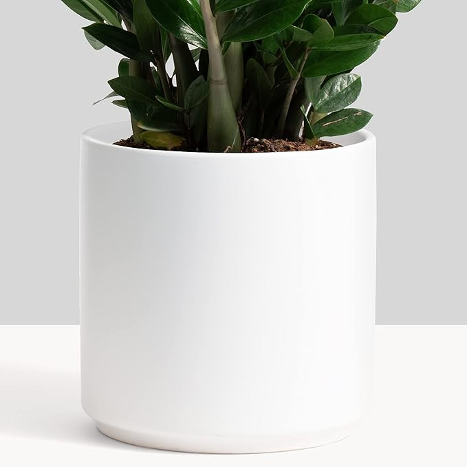 PEACH & PEBBLE 8’’ White Classic Ceramic Planter. Plant Pot with Drainage Hole and Stopper fo... | Amazon (US)