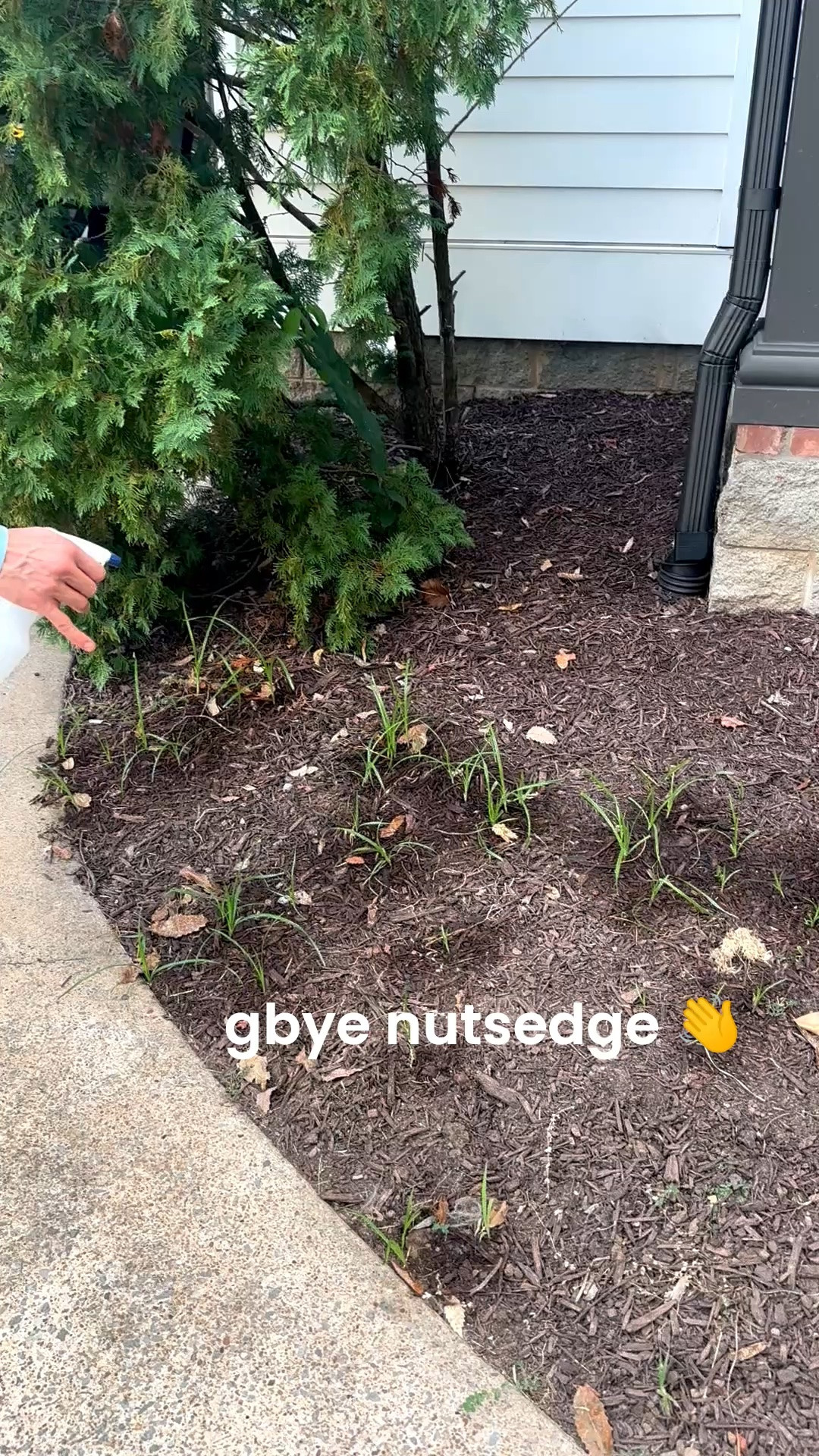 Nutsedge 
Amazon find 
Gardening

#LTKHome