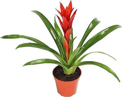 Red Bromeliad -4'' from California Tropicals | Amazon (US)