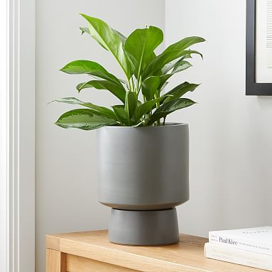Live 10" Aglaonema Plant | Pottery Barn Teen