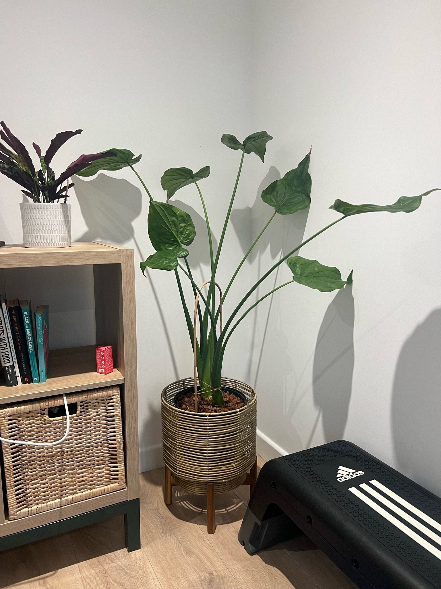You might be lucky and find this in stock; it’s currently on sale too. I waited ages but it did come back in stock again so worth saving!

Rattan plant pot, plant holder, wooden plant stand, natural plant stand, large plant pot

#LTKuk #LTKsale #LTKhome