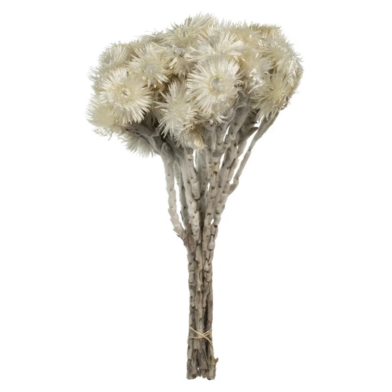 13-14" Natural White Everlasting Flowers, approximately 23 blooms, Dried | Joss & Main