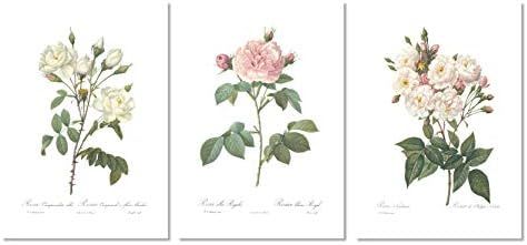 Vintage Botanical Prints | Roses by Ink Inc. | White Pink Wall Art | Floral Decor | Set of 3 8"x1... | Amazon (US)