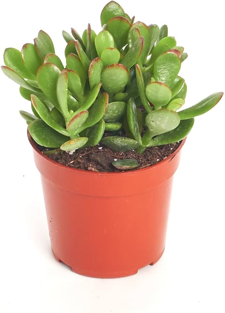 Shop Succulents Jade Succulent Plant, Crassula Ovata Fully Rooted Live 4" Succulent Plant, Low Ma... | Amazon (US)
