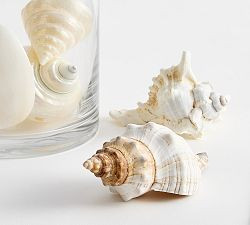 Shell Vase Filler | Pottery Barn (US)