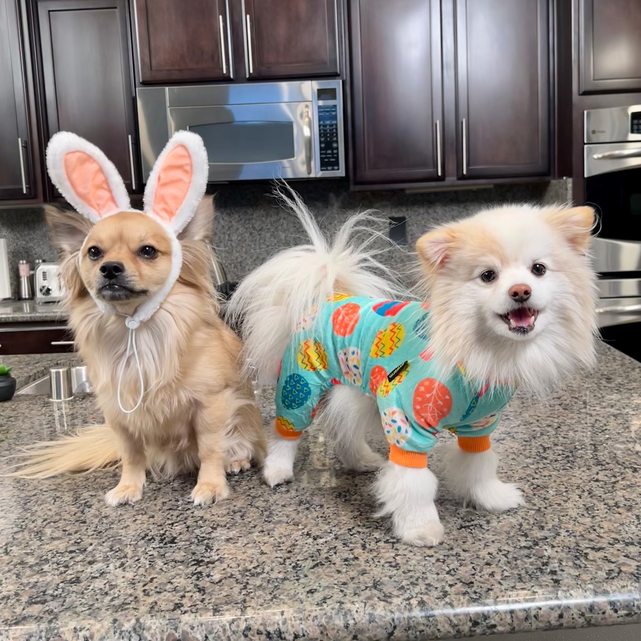 Easter Pet Costume 🐰 🐣 

#Easter2025 ##amazonpartner #founditonzamazon #pets

#LTKHome #LTKSeasonal #LTKSpringSale
