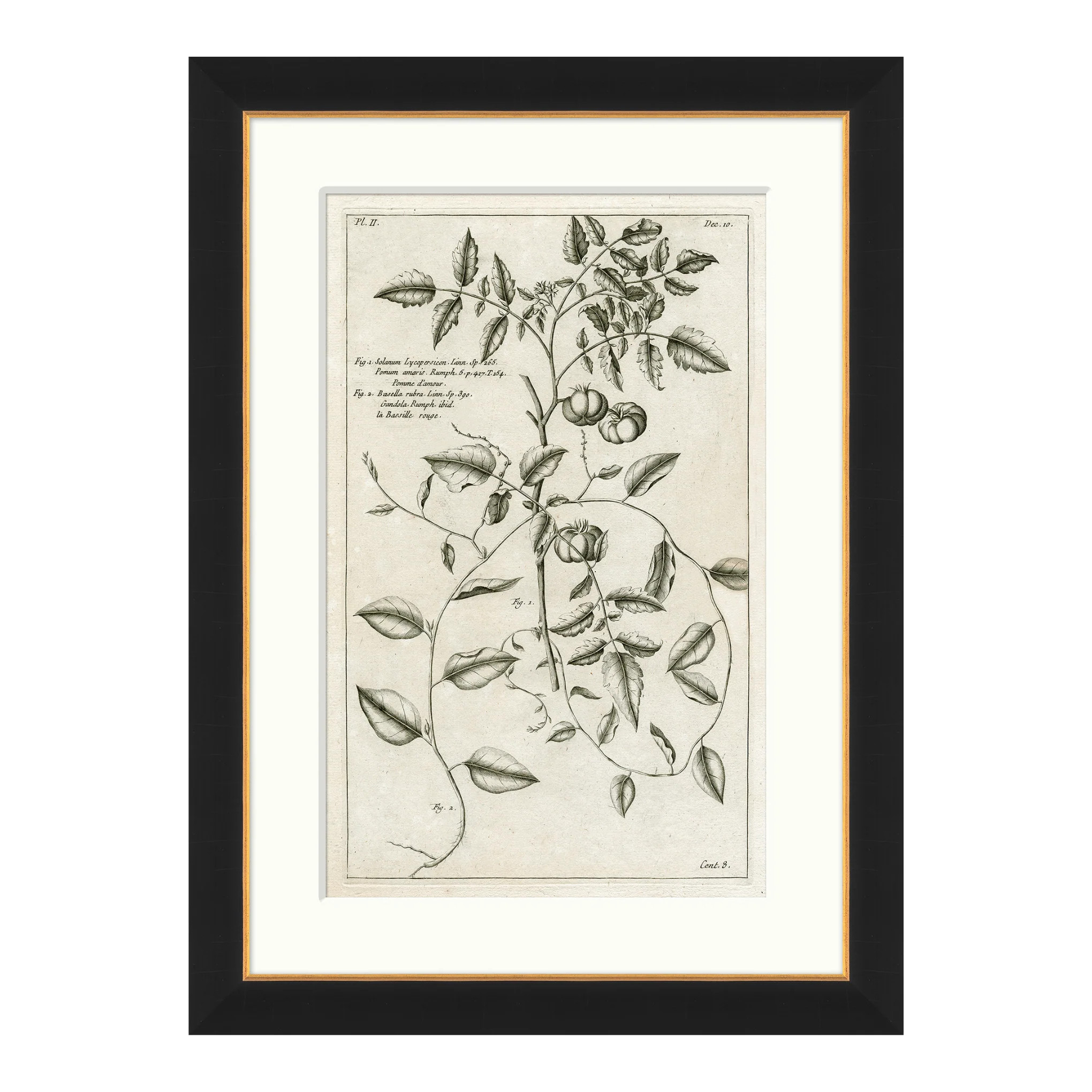 Tomato Vine | Magnolia