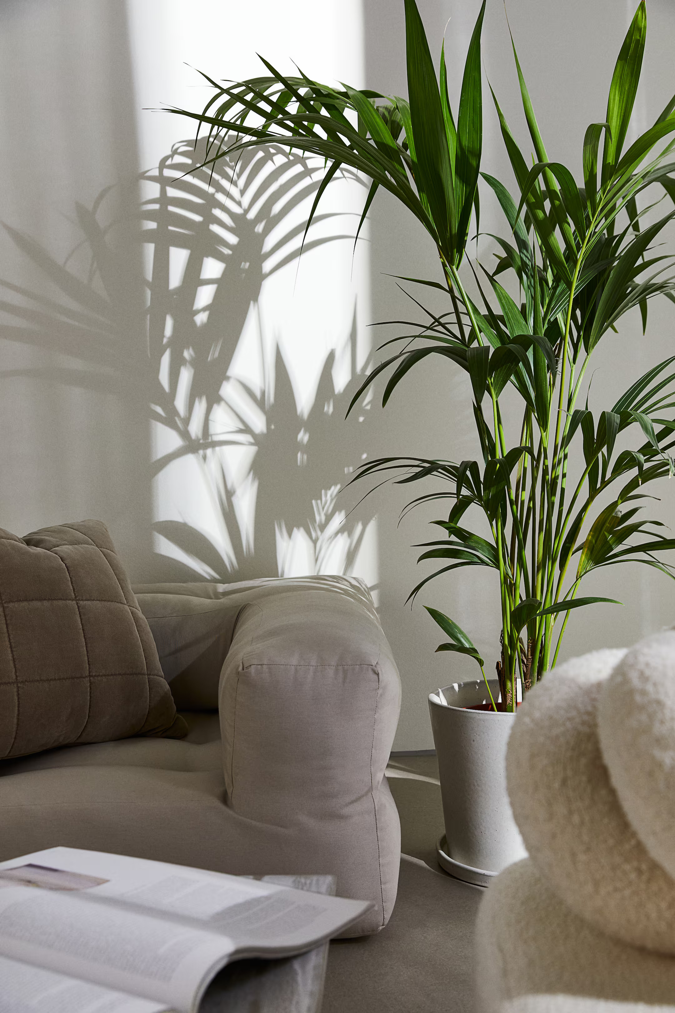 Kentia Palm | H&M (DE, AT, CH, NL, FI)