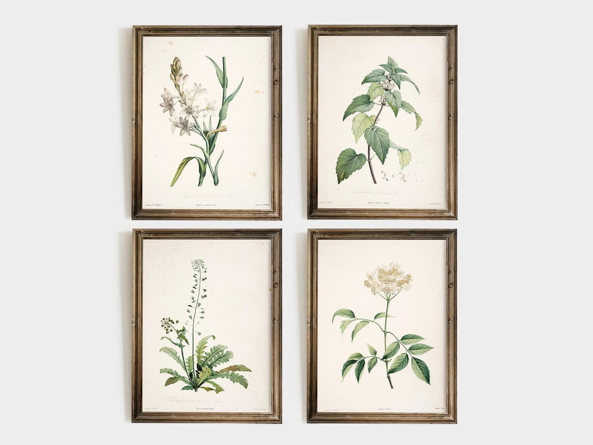 Old Botanicals | Heirloom Print Shop