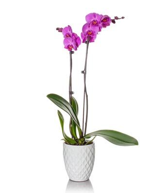 Magenta Orchid Plant - Regular | FromYouFlowers.com