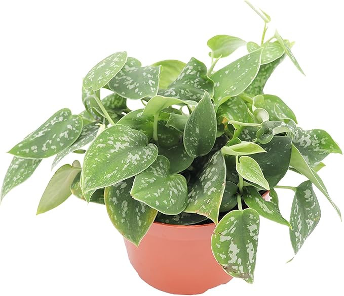 Satin Pothos Scindapsus Pictus Argyraeus - 6'' from California Tropicals | Amazon (US)