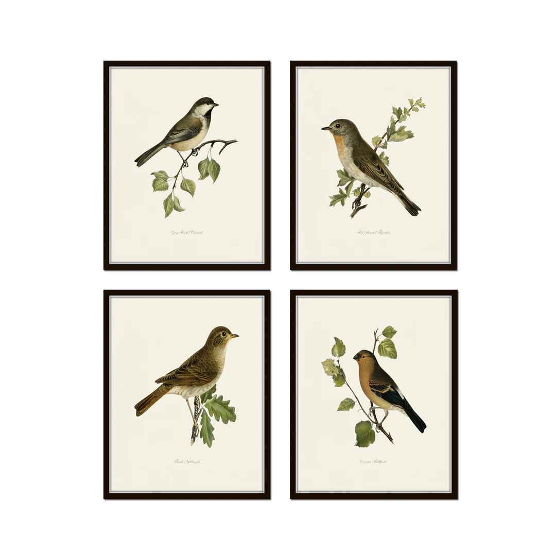 Vintage Bird Prints Set No. 22, Nature Prints, Wall Decor, Wall Art, Vintage Bird Prints, Giclee,... | Etsy (US)
