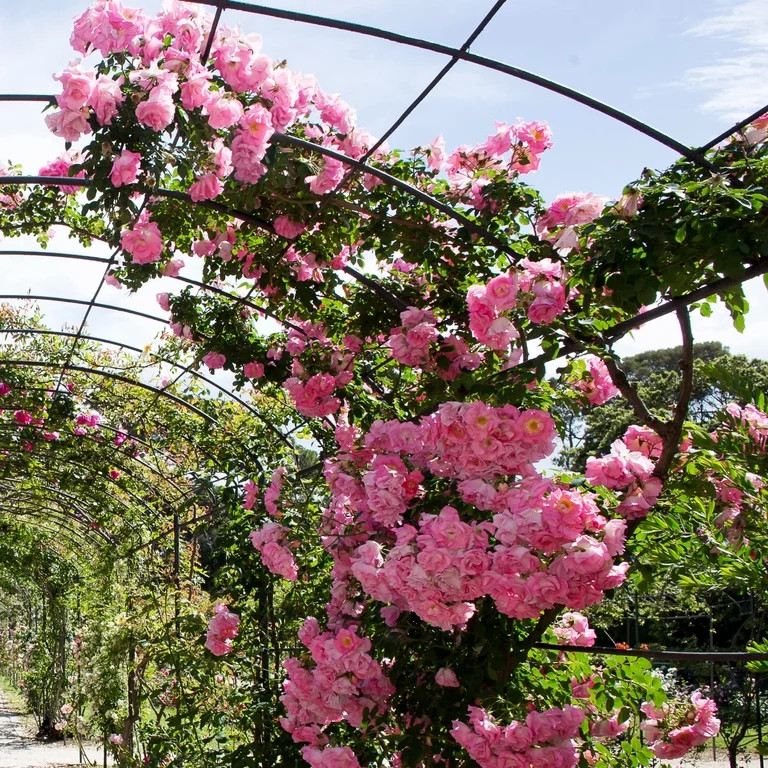 National Plant Network 3 gal. Rose Peggy Martin Shrub | Walmart (US)