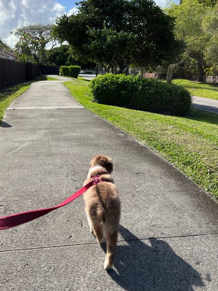 just a 3-mile walk that I made my mom carry me in, no big deal

#dogfinds #dogmom #teething #puppy #aussie #australianshepherd #home #training 

#LTKfamily