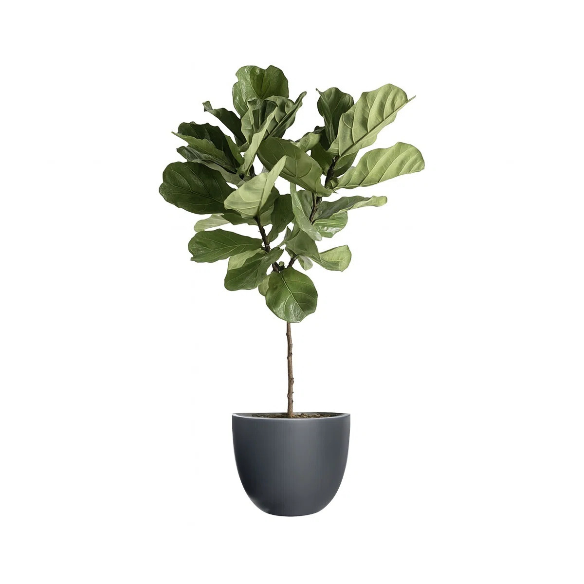 Dorlis Handmade Pot Planter | Wayfair North America