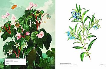 Biblioflora: A celebration of floral beauty in botanical art | Amazon (US)