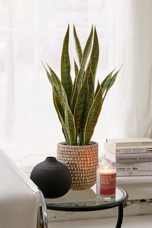 Sansevieria Faux Plant | Urban Outfitters (US and RoW)