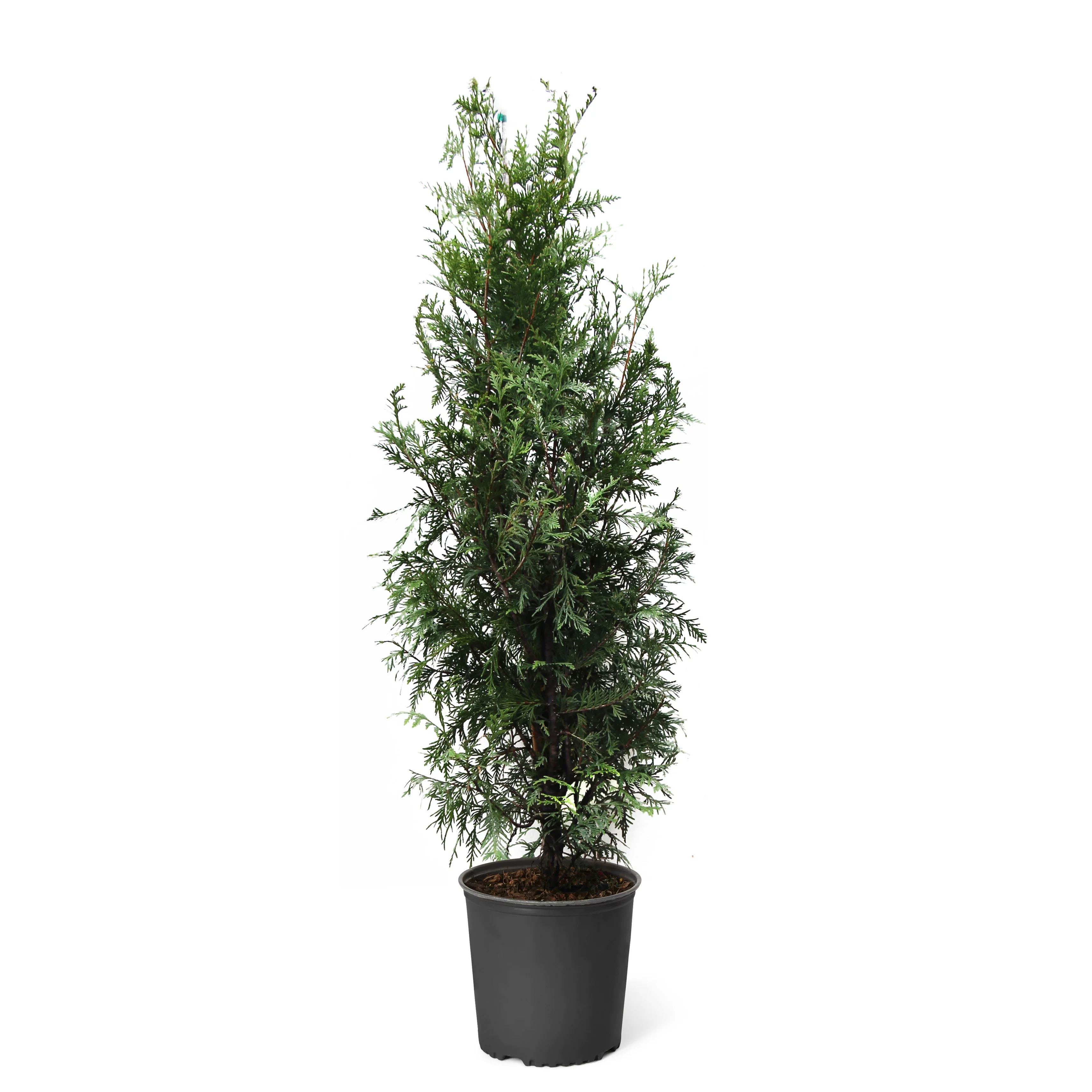 Thuja Green Giant Tree - Fast Growing Evergreen Privacy Trees - Cannot Ship to AZ | Walmart (US)