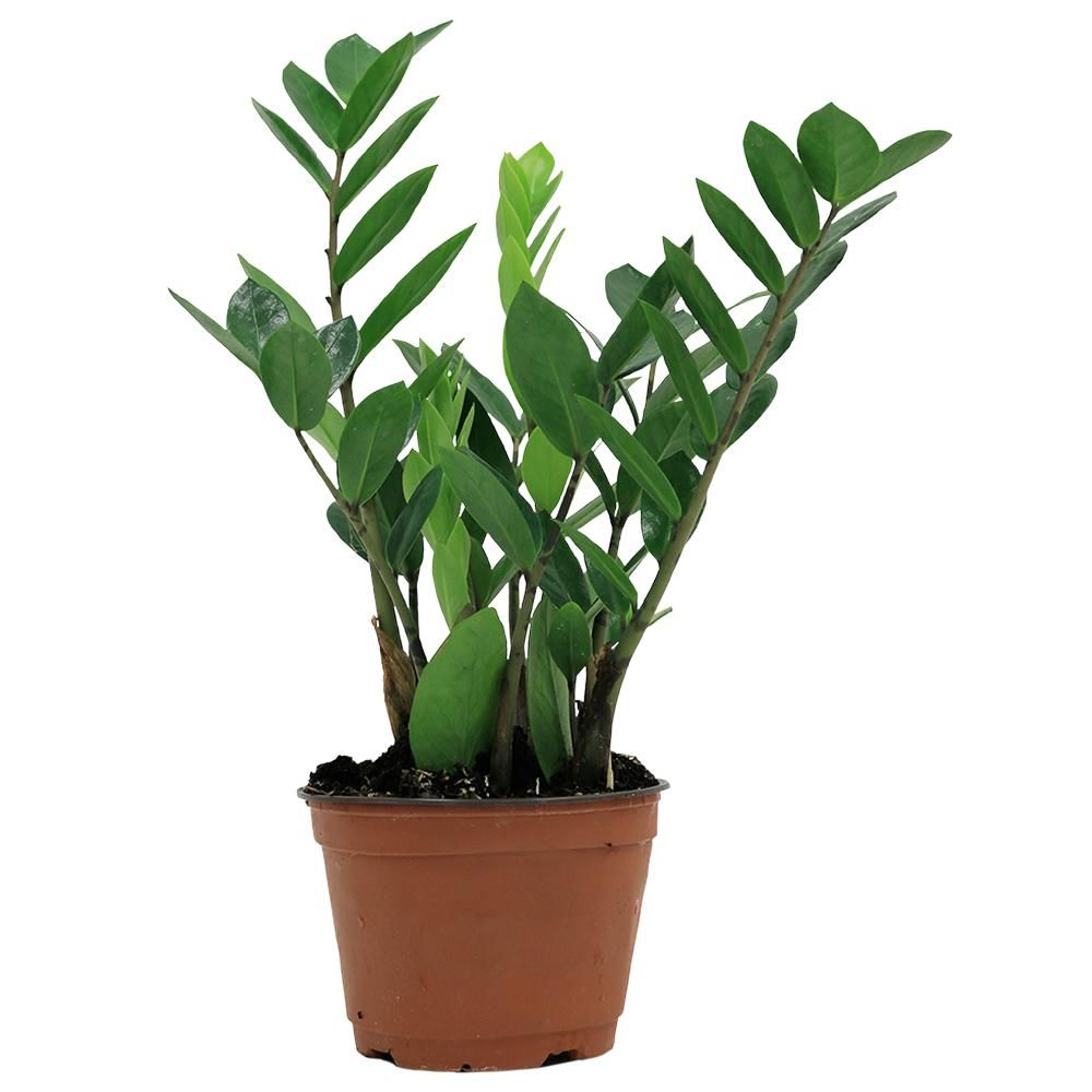 Costa Farms ZZ Plant in 6 in. Grower Pot-6ZZ - The Home Depot | The Home Depot