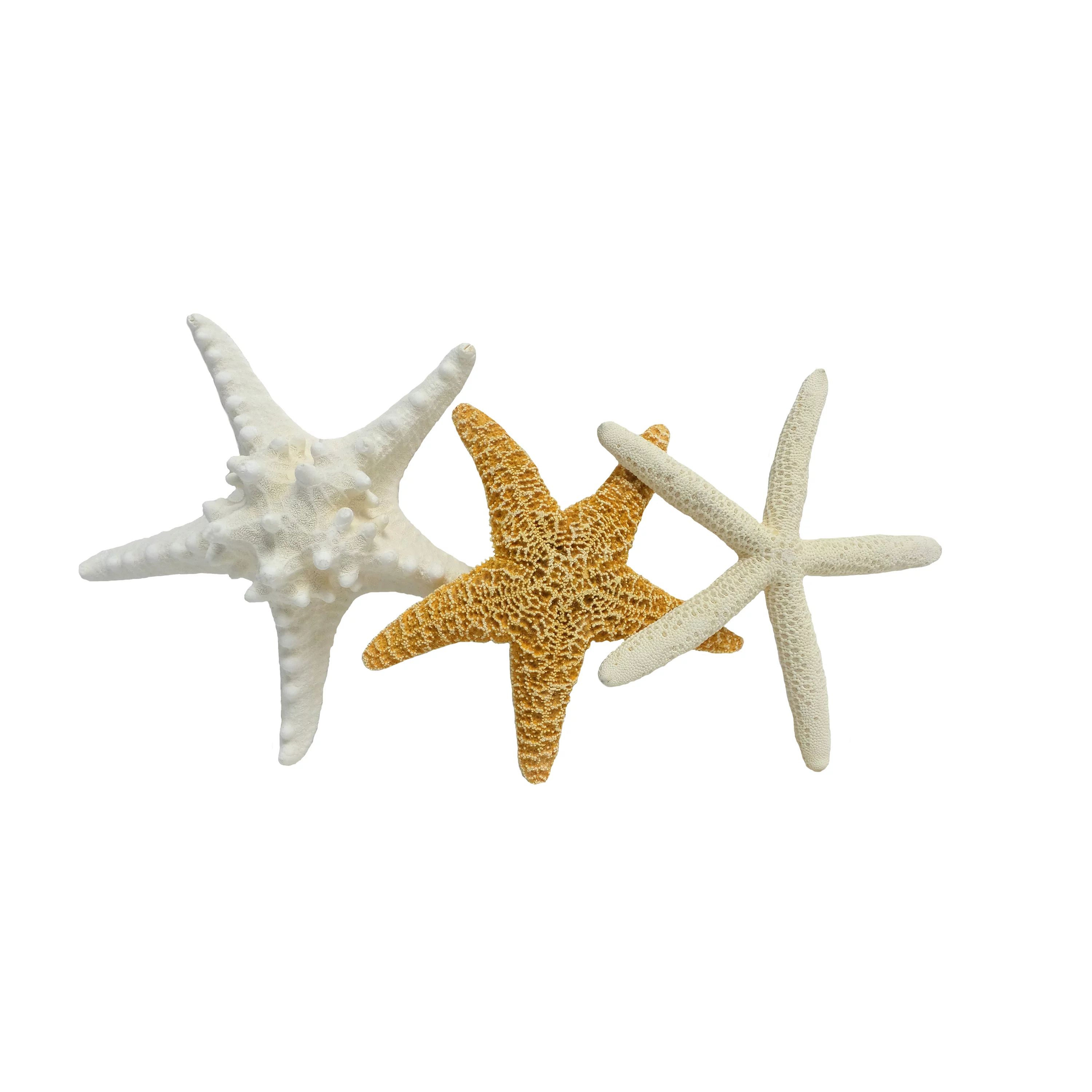 Starfish Shell Beach Décor, 1 Each | Walmart (US)