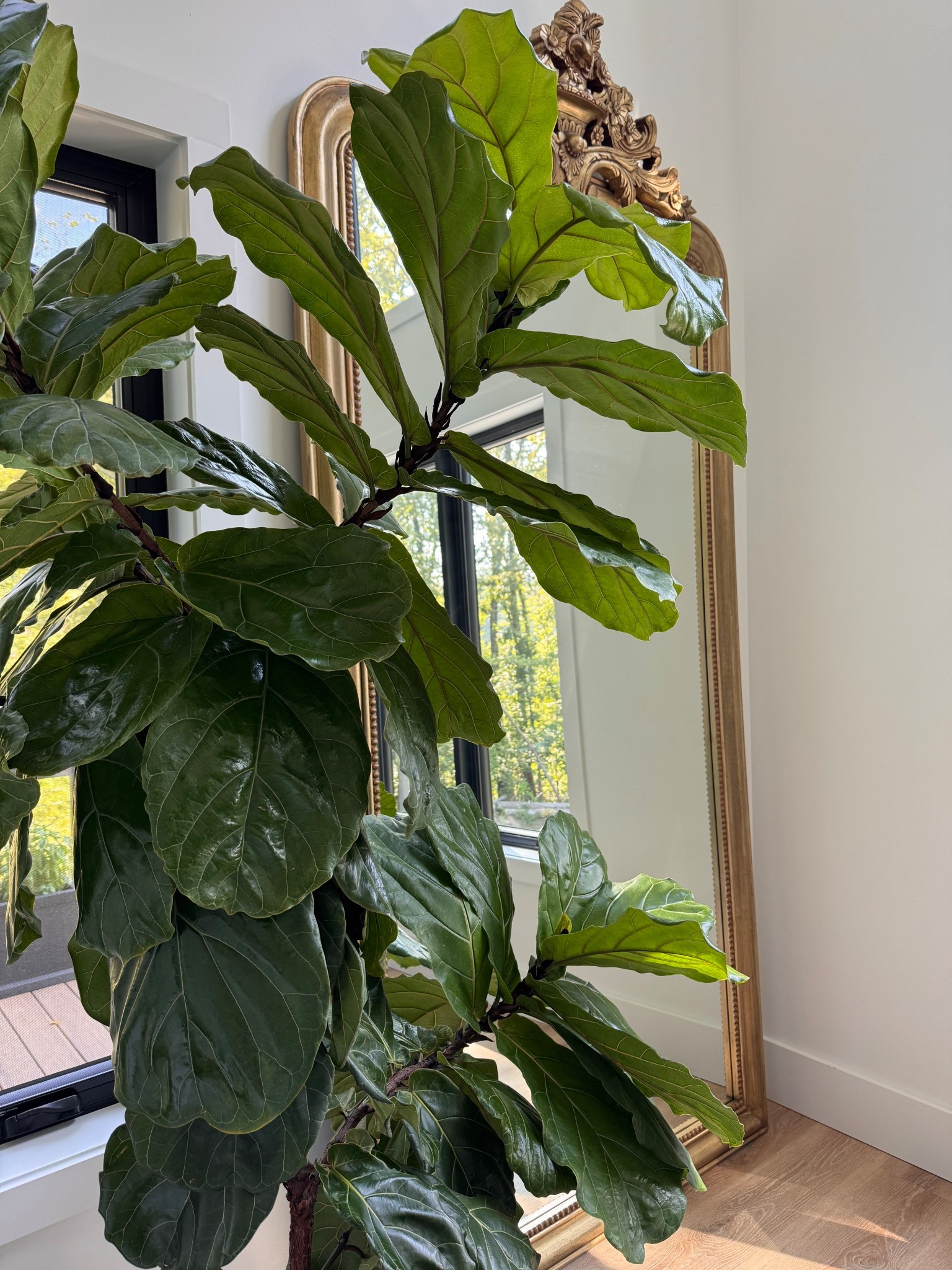 Fiddle Leaf Fig 💚 
#plantcare #homecare #fiddleleaffig