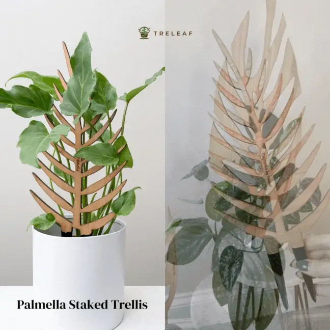 Wholesale Partner: Treleaf - Palmella - Plant trellis inspired by the | Sol Soils