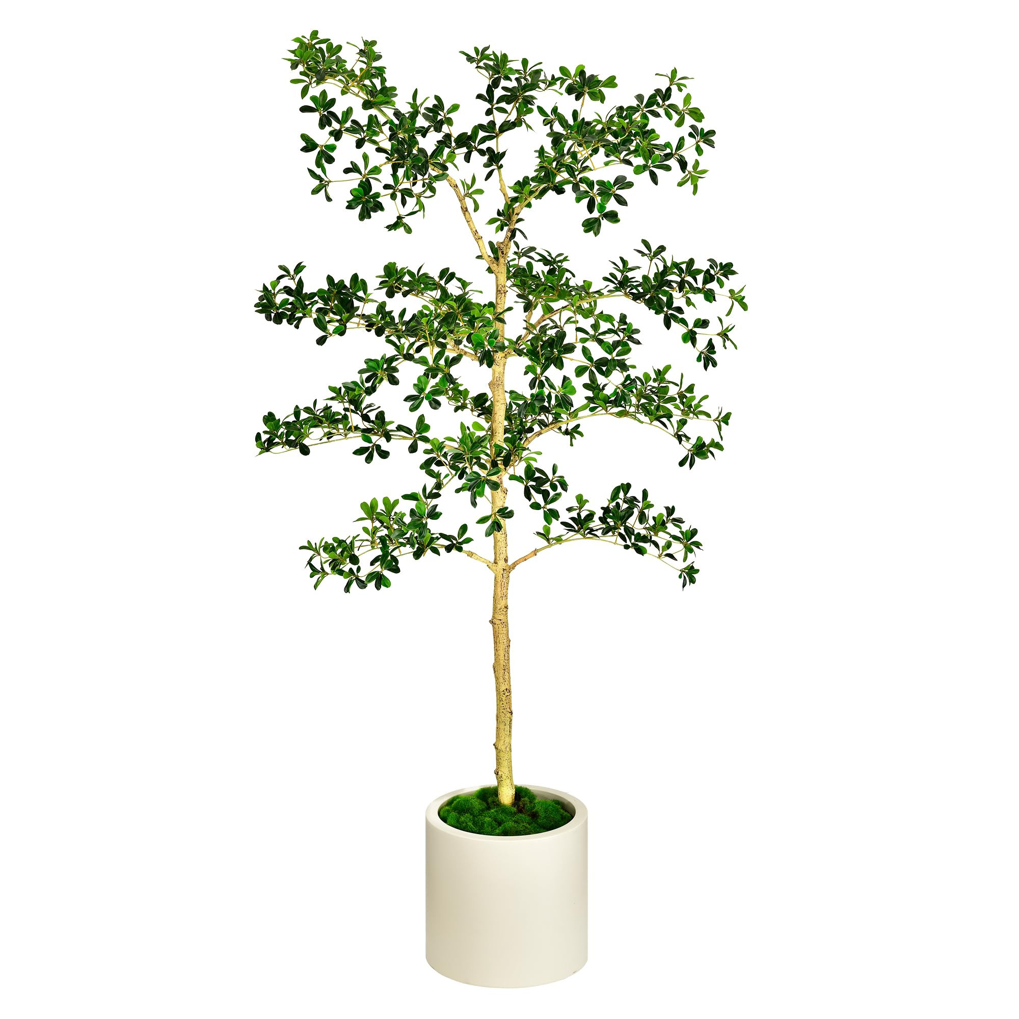 Artificial Black Olive Tree 6.5FT - 79 Inch Tall Shady Lady Faux Tree Fake Indoor Tree with Benda... | Amazon (US)