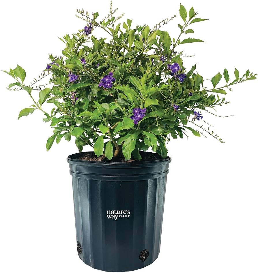 Nature’s Way Farms Duranta Sapphire Outdoor Flowering Live Plant (25-30in Tall) in Grower Pot C... | Amazon (US)