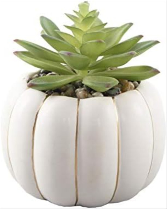 Flora Bunda 4" Succulent in Ceramic Pumpkin for Desk, ...