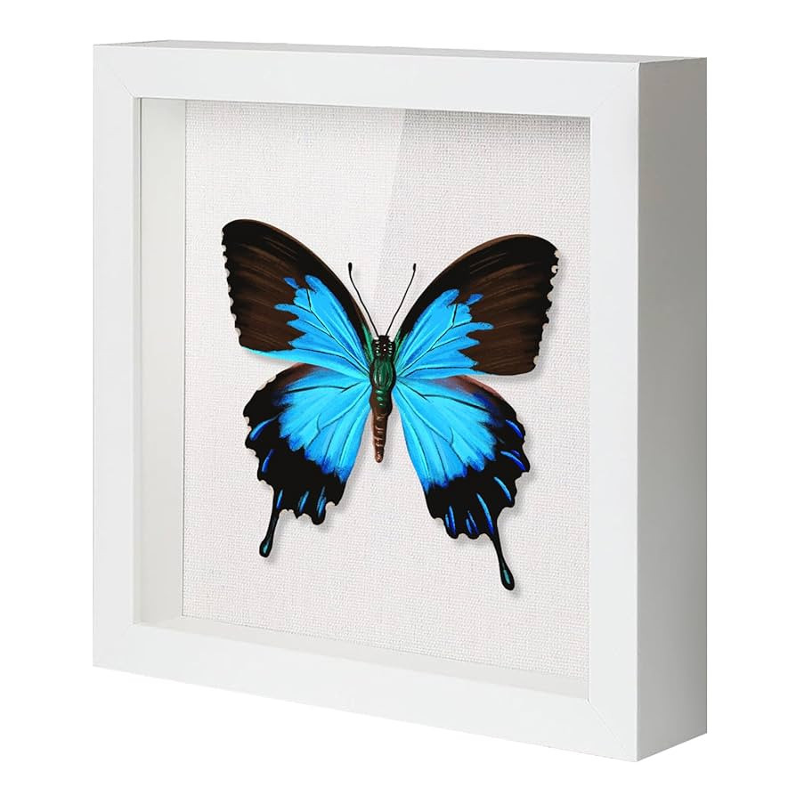 QDSSDECO 12x12 Shadow Box Frame with Linen Backboard & Real Glass, Wood Display Case, Deep Showca... | Amazon (US)