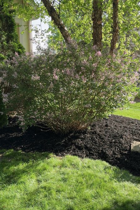 #ad Right now Scotts NatureScapes mulch is on sale at @loweshomeimprovement for 3/$10! We recently refreshed all of our garden beds with it and cannot be happier with the results of this weekend project! #lowespartner

#LTKSeasonal #LTKHome #LTKSummerSales