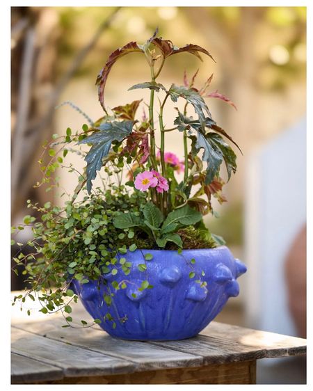 The most beautiful and unique planter, comes with drainage. #planter

#LTKHome #LTKStyleTip