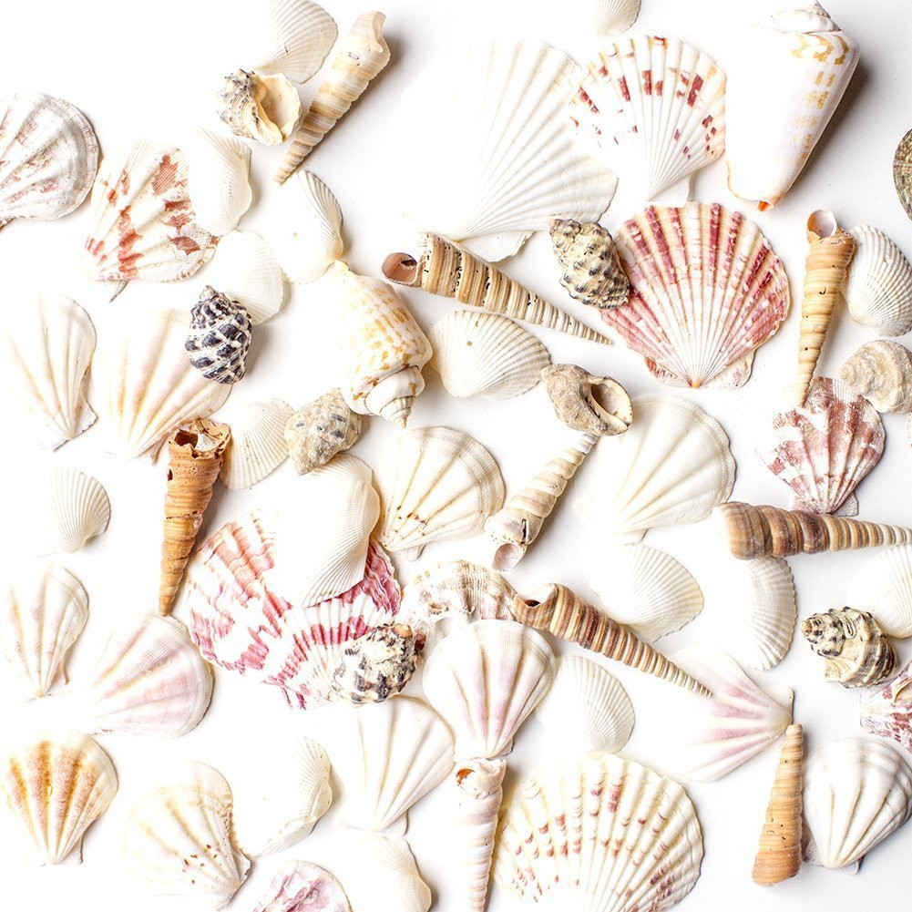 Super Z Outlet Sea Shells Mixed Beach Seashells - Various Sizes up to 2" Shells | Amazon (US)