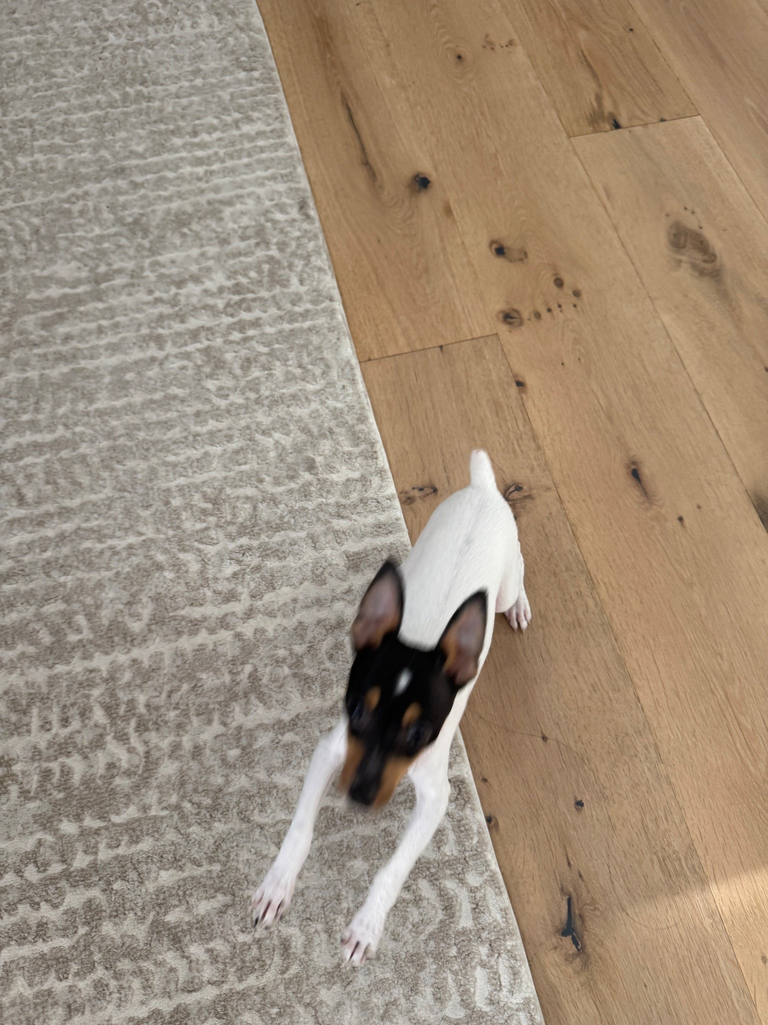 Tacho has been such a fun addition to our family! Linking some of my favorite rugs and bedding.

#LTKHome #LTKdayinmylife