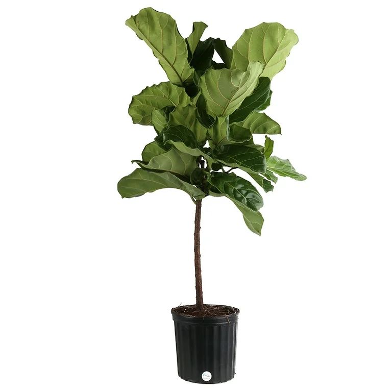 Costa Farms Live Indoor 42 in. Tall Fiddle Leaf Fig; Indirect Sunlight in 10in. Grower Pot | Walmart (US)