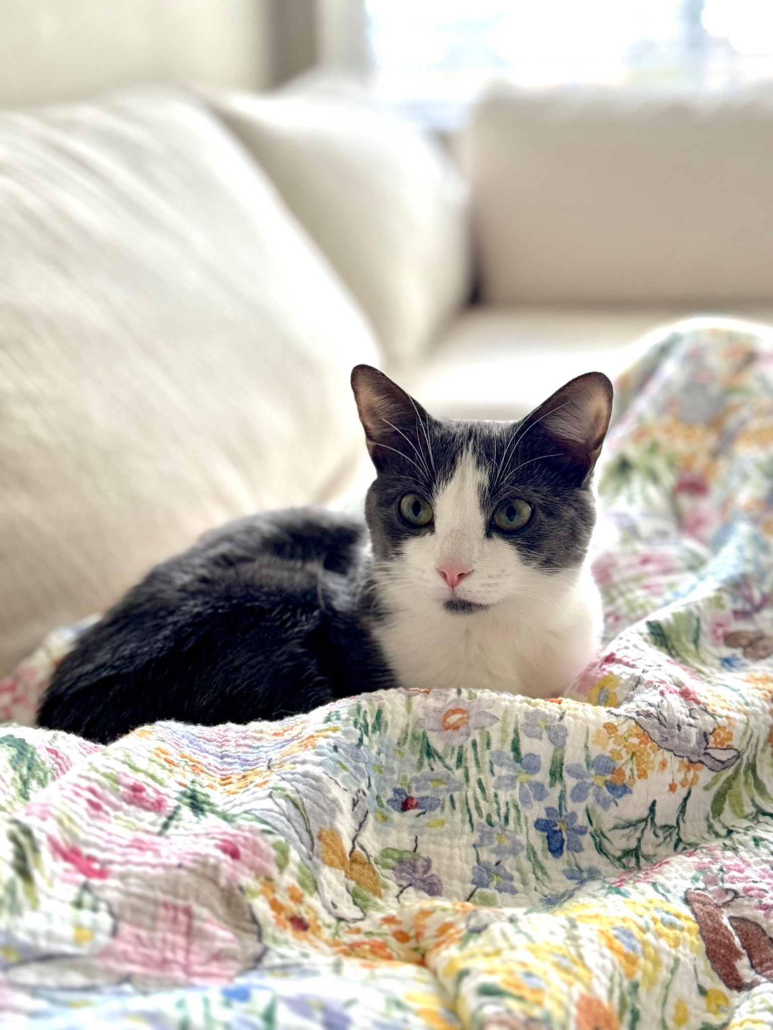 Favorite cotton throw blankett

#LTKdayinmylife #LTKSaleAlert #LTKHome