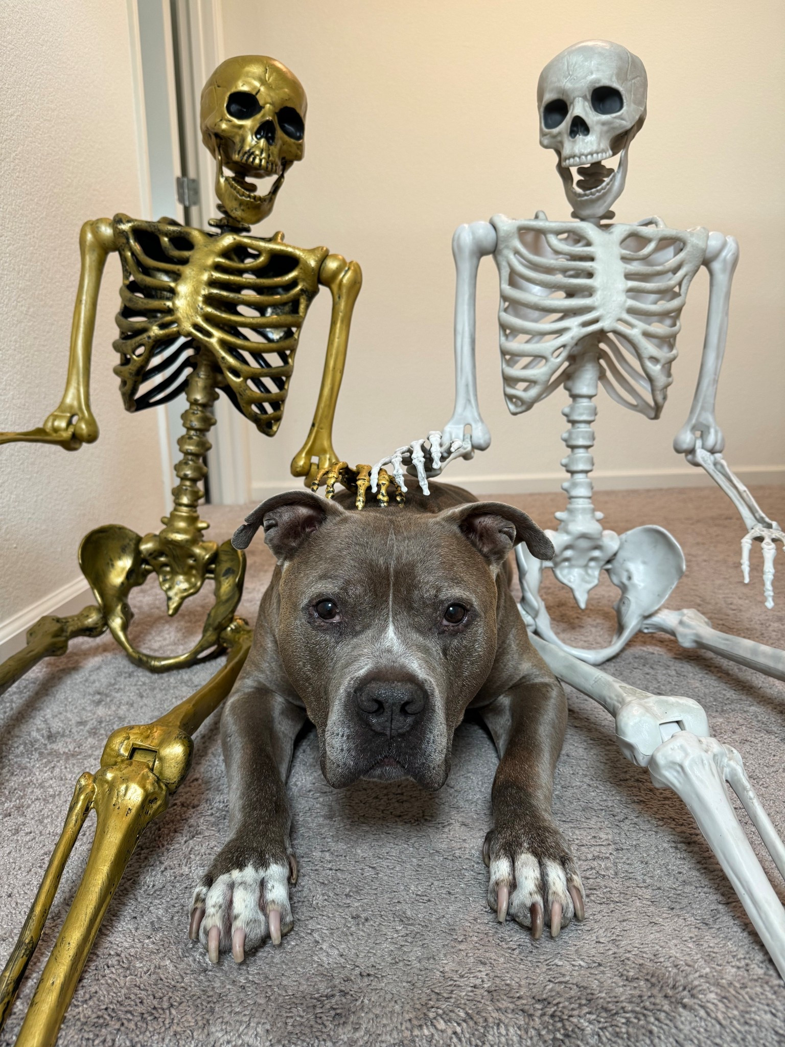 White skeleton vs gold skeleton— which spooky chic vibe are you shopping this season? 🎃🐾 Linking both styles + pet-approved decor

#LTKPets #LTKSeasonal #LTKHalloween