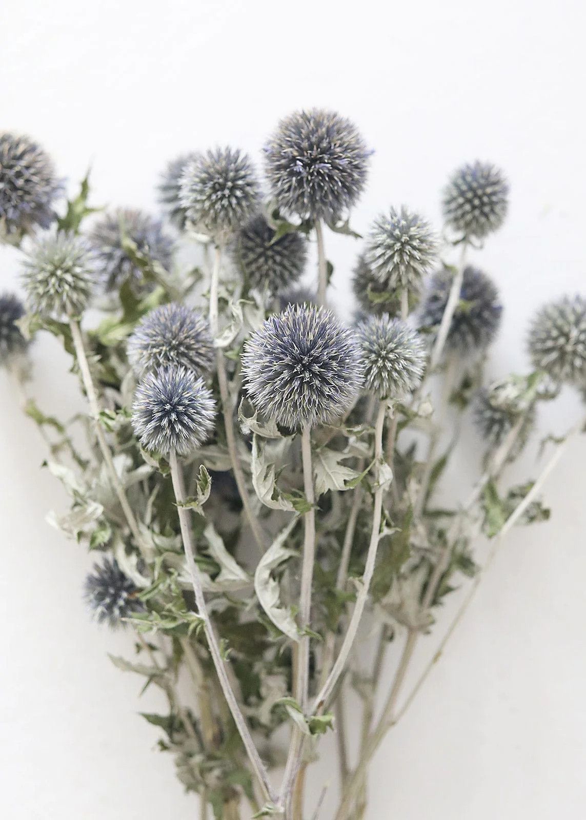 Blue Dried Echinops Globe Thistles - 16-22" | Afloral
