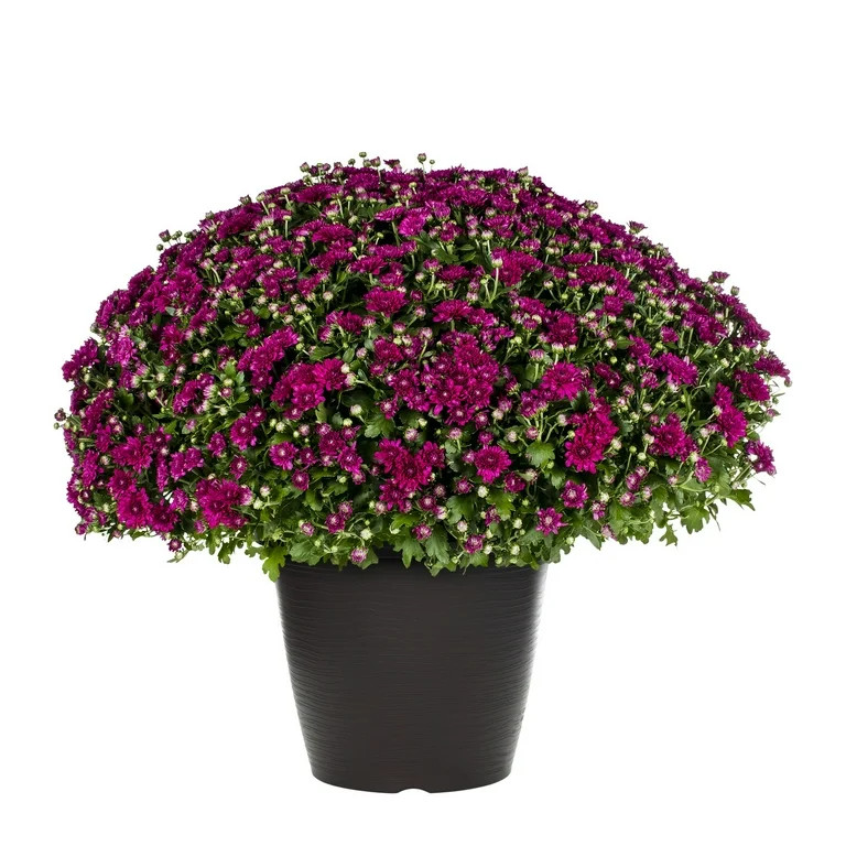 Better Homes & Gardens 3.5G Purple Mum (1 Count) Live Plant with Decorative Round Planter | Walmart (US)