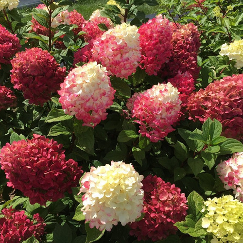 Little Lime Punch\u00ae Hydrangea | Plant Addicts