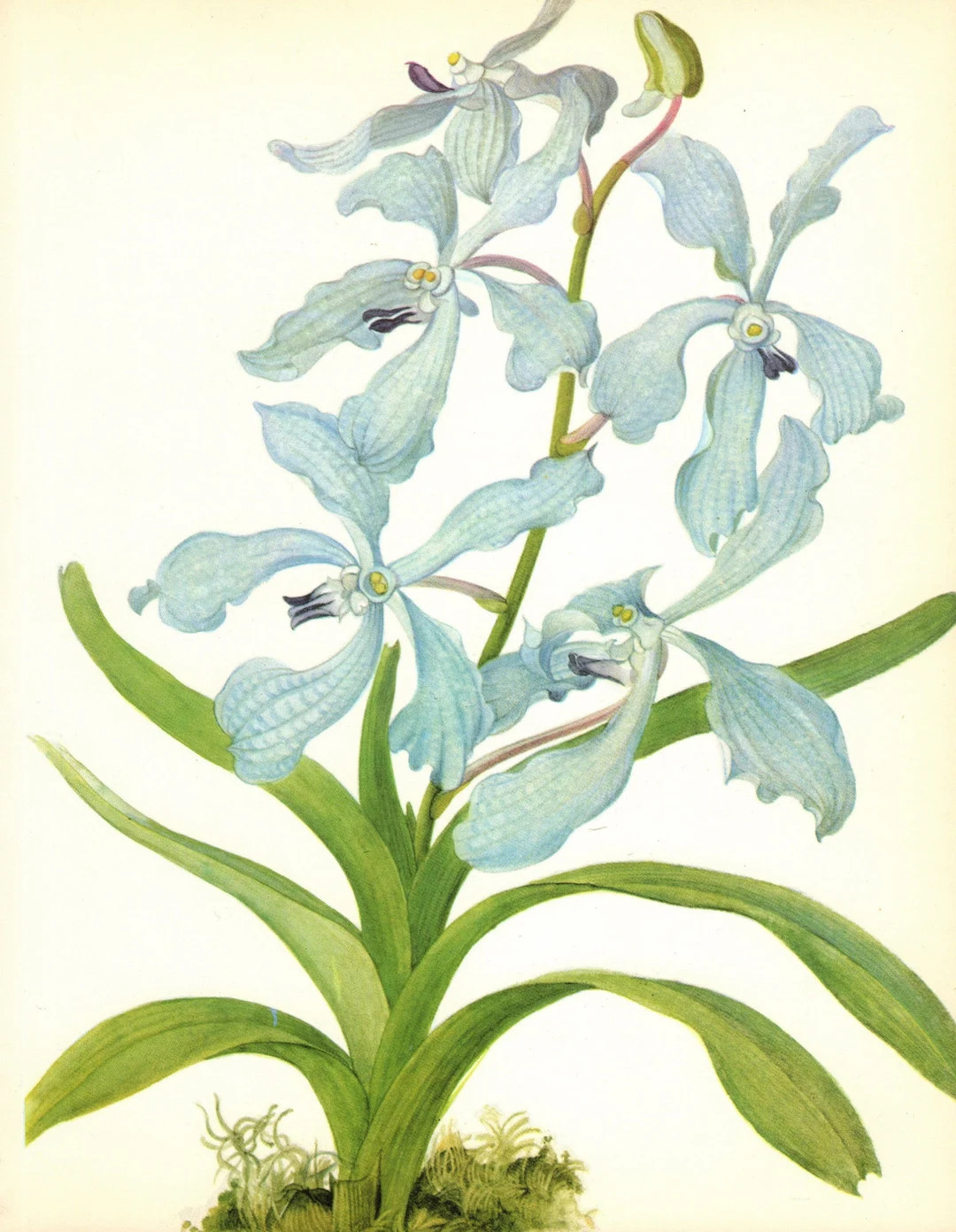 Vintage Orchid Print Wall Art Decor Blue Flower Botanical Print Gallery Wall Art Cottage Decor Gi... | Etsy (US)