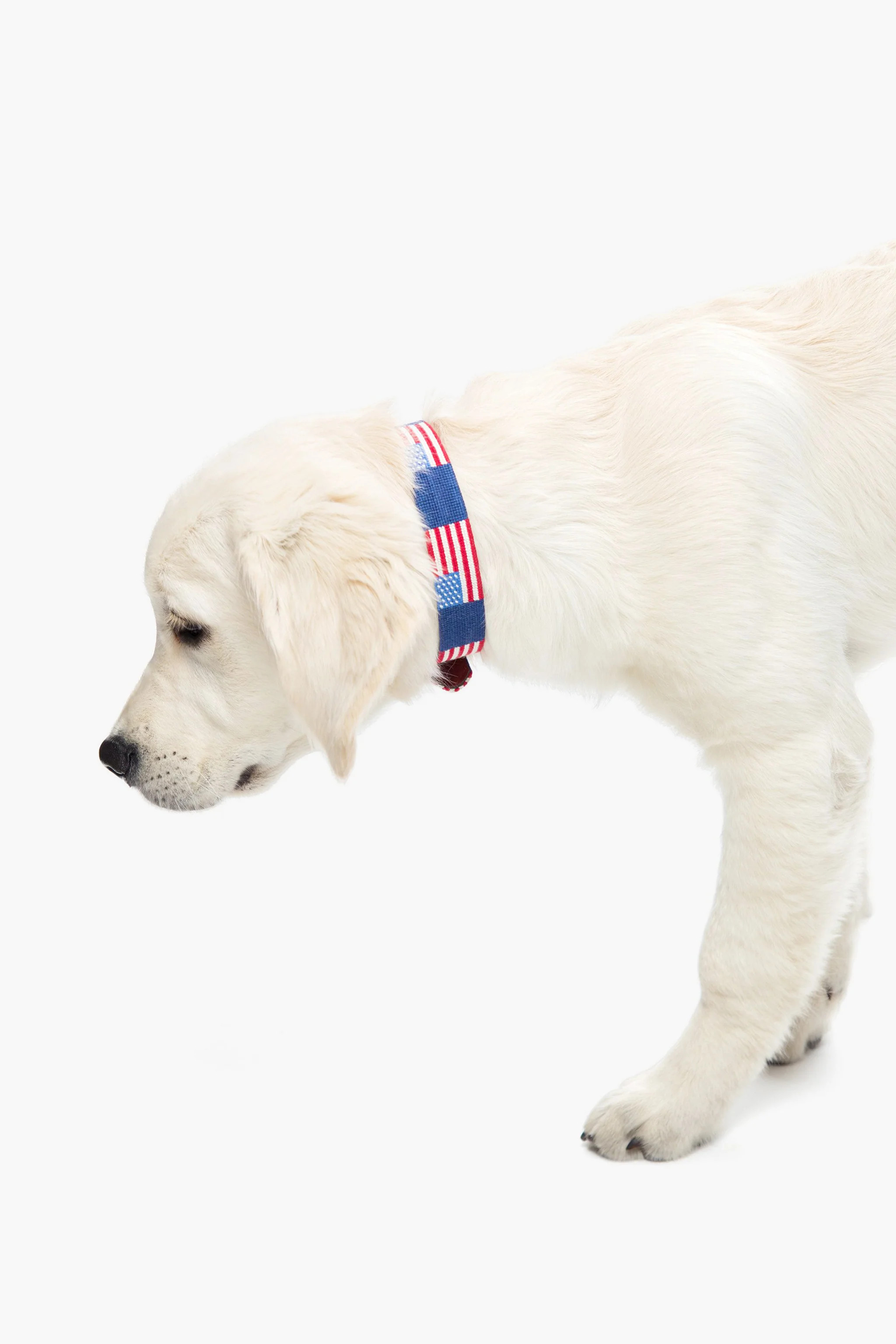 American Flag Needlepoint Dog Collar | Tuckernuck (US)