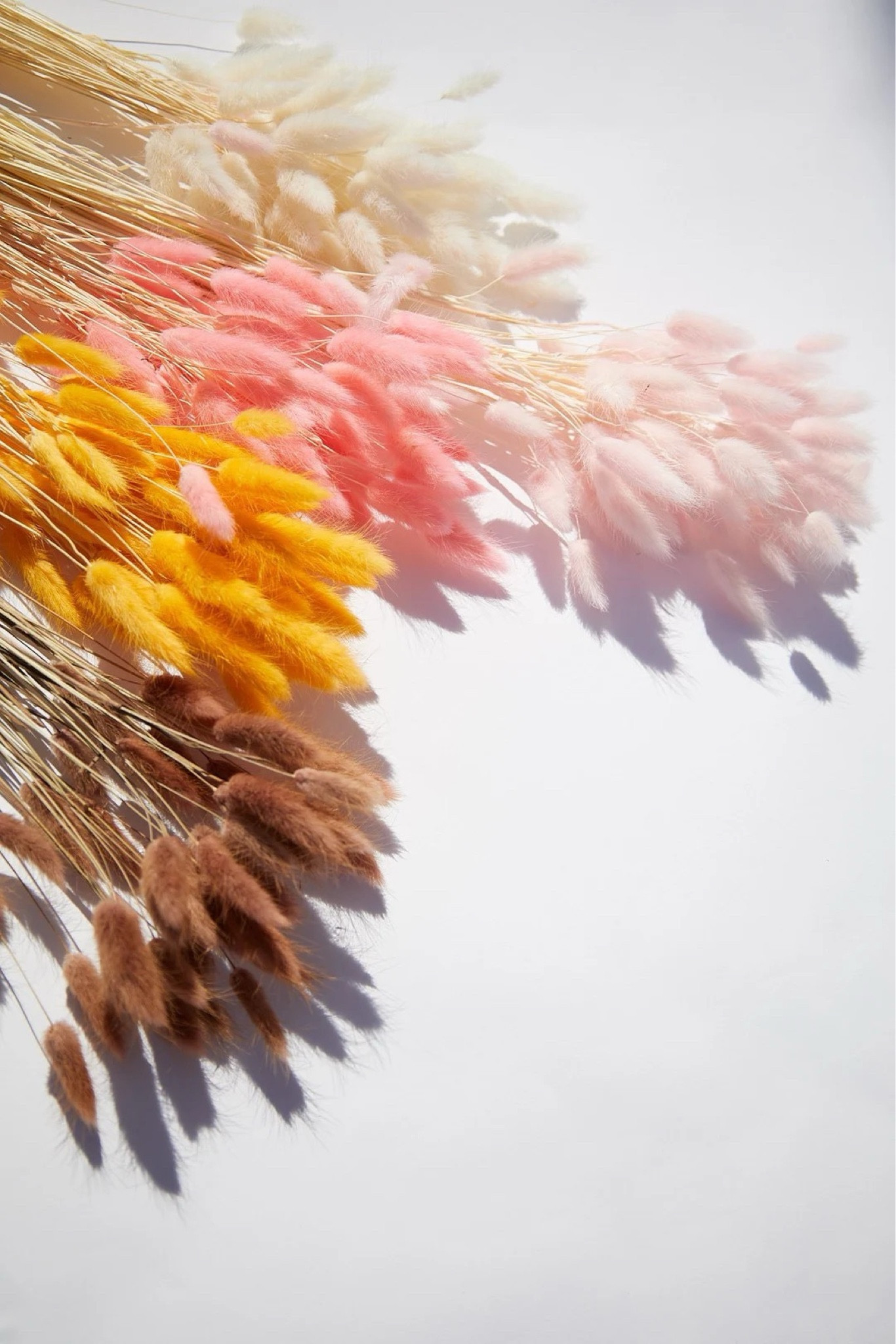 Perfect for events, styling projects, or bulk floral design, these wholesale bunny tails offer soft texture and versatility in every bunch. With 60 stems per bundle and available in a range of neutral and blush tones, they’re ideal for creating cohesive arrangements, centerpieces, or retail displays. Long-lasting and easy to work with, this bulk option makes it simple to bring beautiful, fluffy dimension to any space or event design. #ltkhome #ltkdecor #driedflowers #bunnytails #eventdecor #bohodecor #floraldesign #homestyling #sustainabledecor

#LTKHome #LTKSeasonal #LTKWedding
