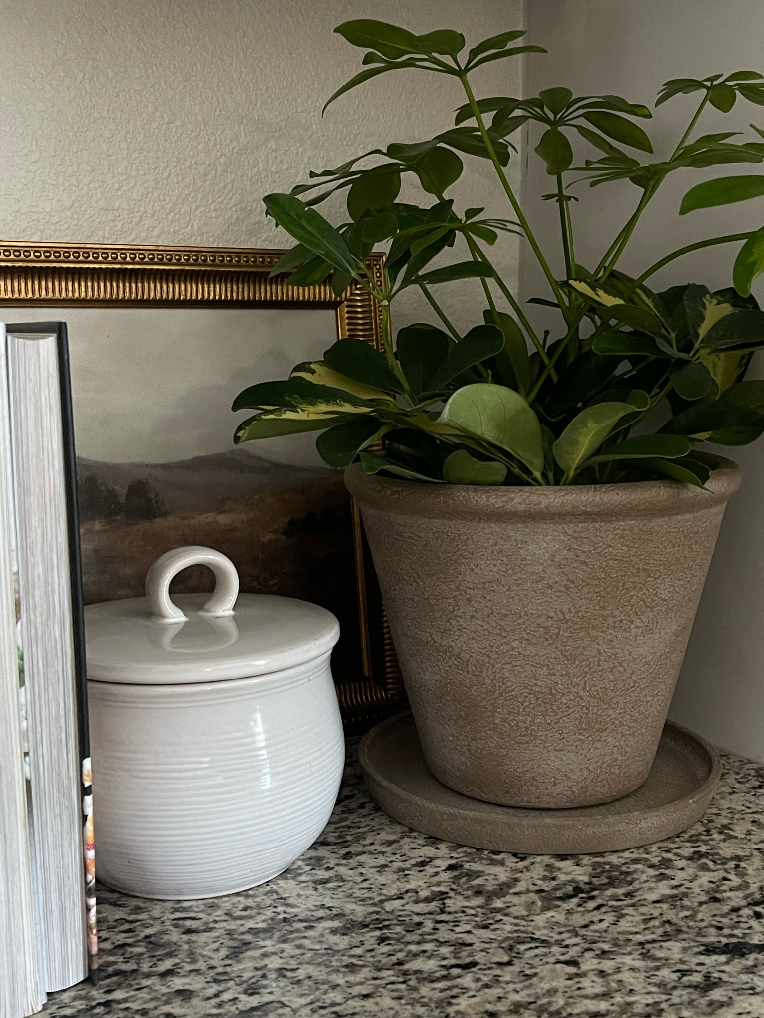 The most gorgeous anthropology duple planter I’ve ever seen! Even more gorgeous in person! 🌱 #gardening #planter 