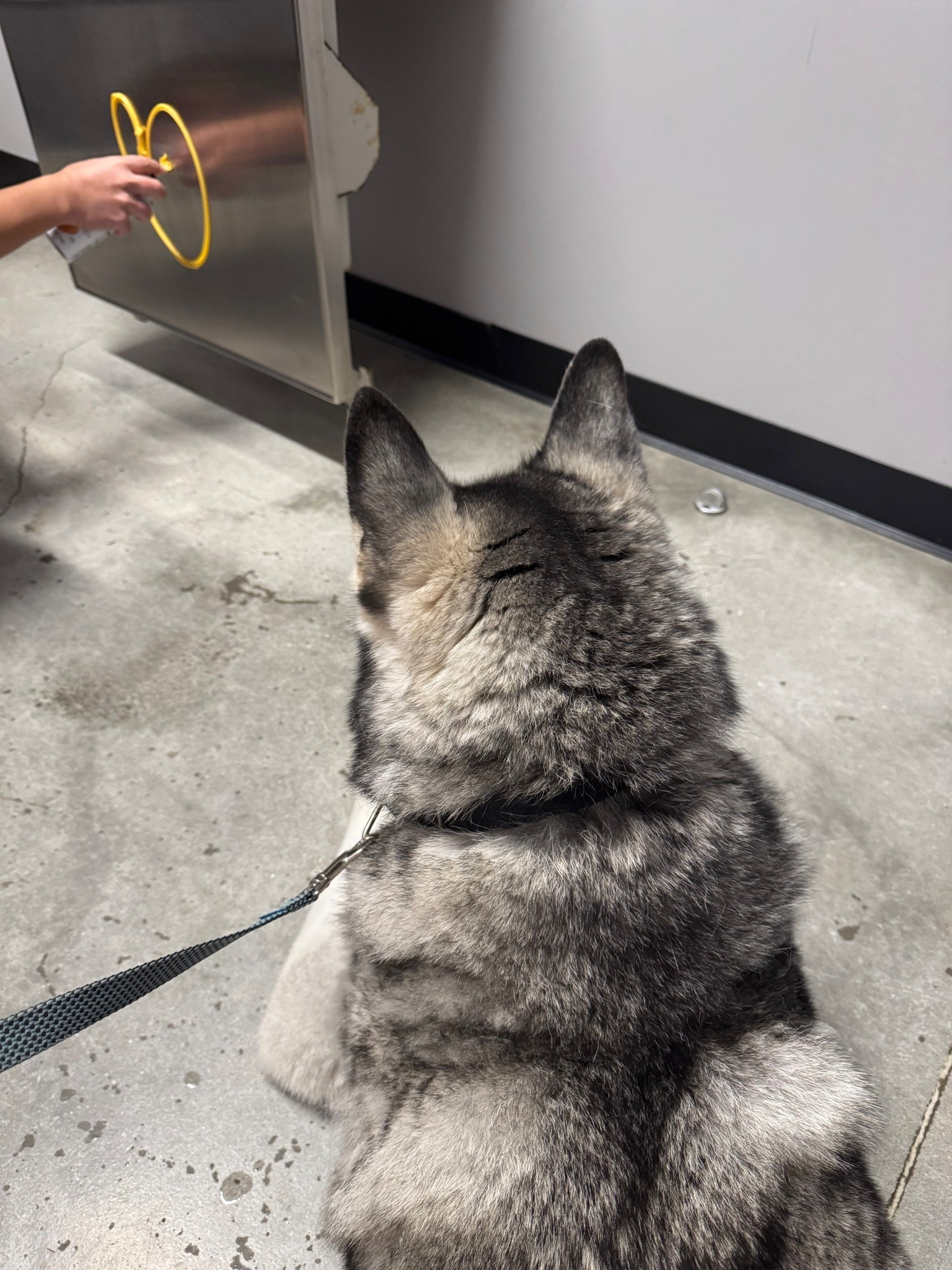 Vet day with Nash the husky 🐾 Grateful for a strong leash, lots of patience, and of course plenty of treats to make it through the visit. Good boy energy all around 🦴✨

#LTKmomlife #LTKdayinmylife #LTKActive