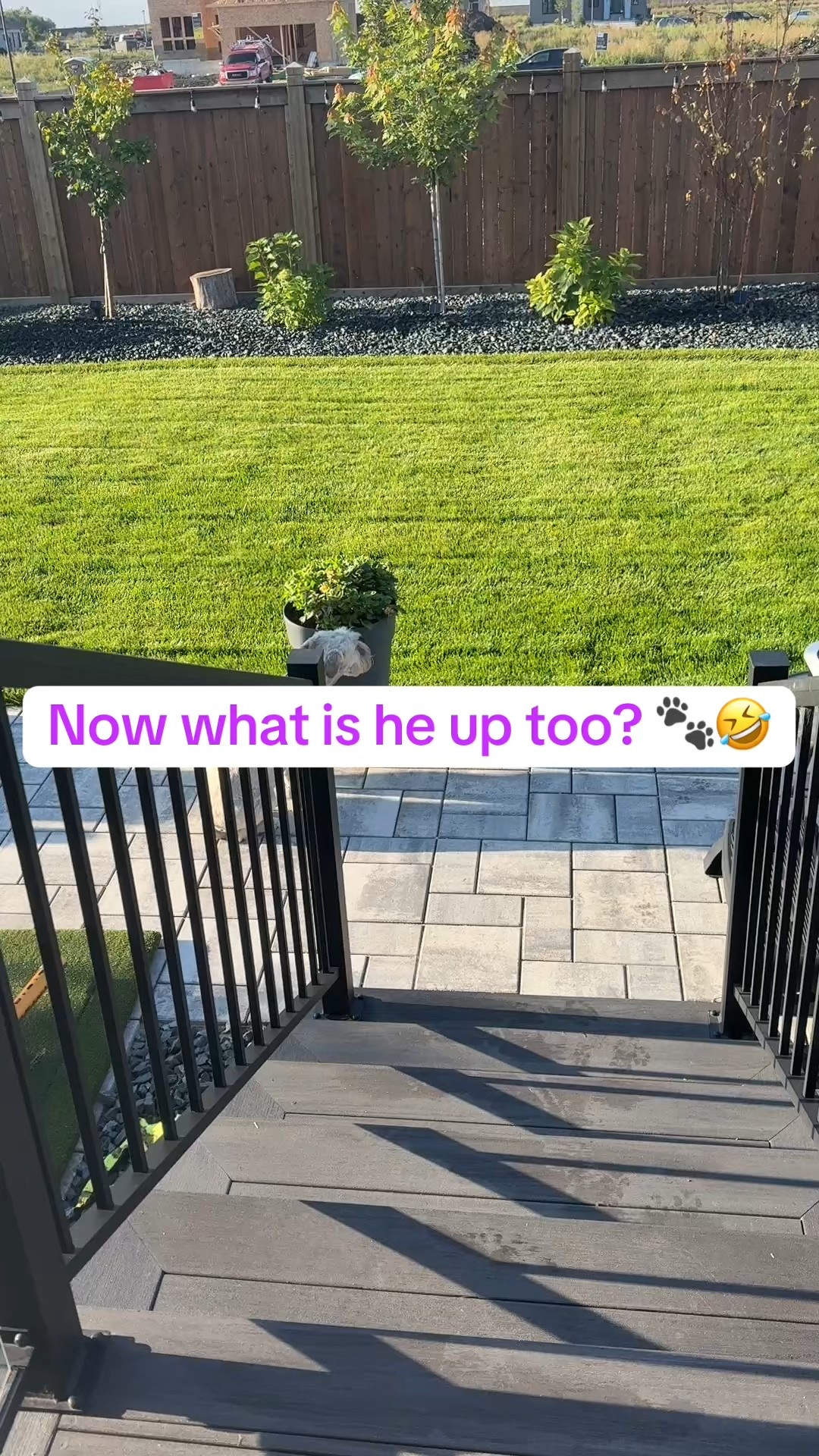 He is always up to something 😂🐾

#LTKPets #LTKHome #LTKFamily