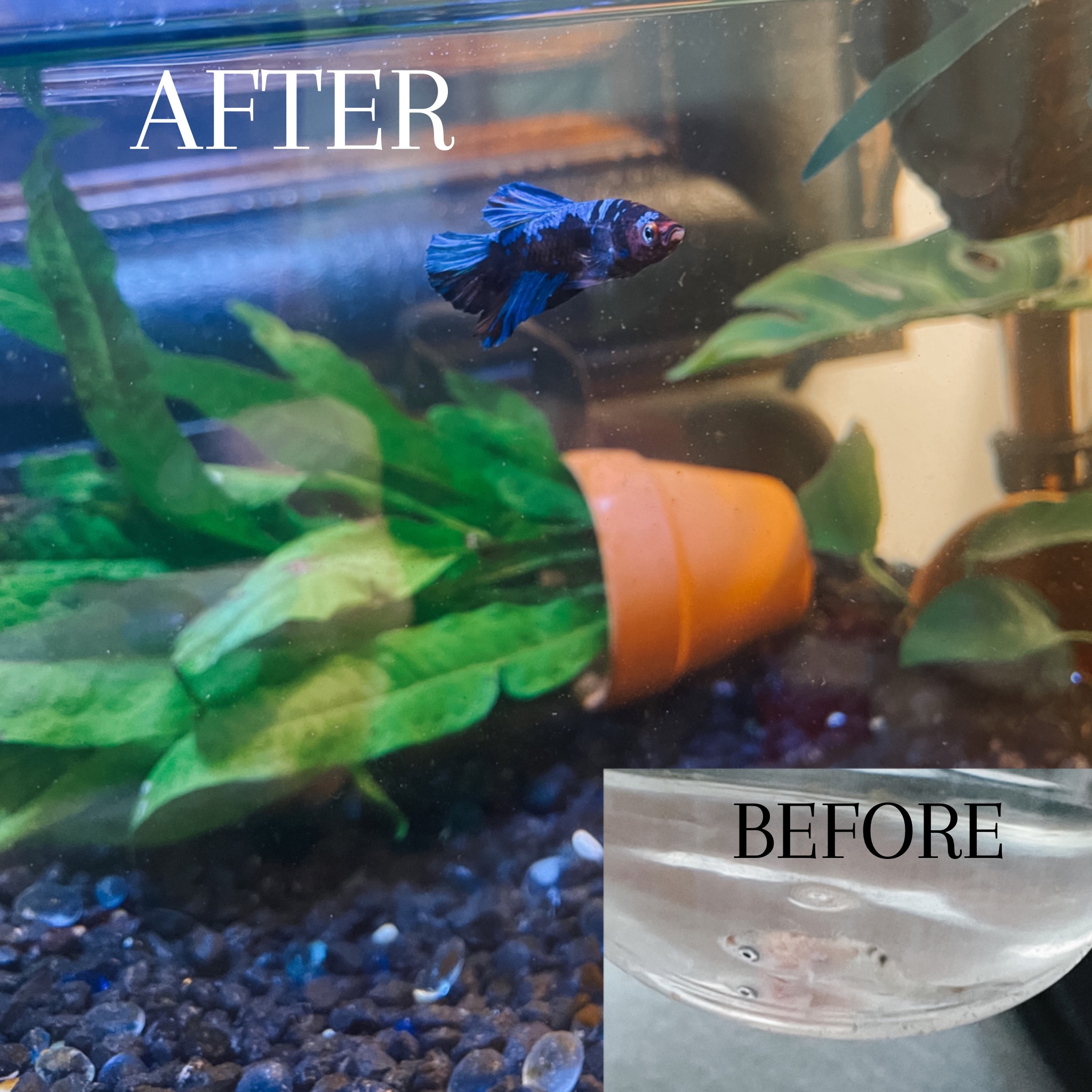What you need for a betta fish.